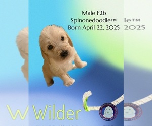 Medium Poodle (Standard)-Spinone Italiano Mix