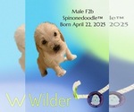 Puppy Wilder Poodle (Standard)-Spinone Italiano Mix