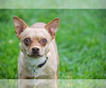 Small #2 Chihuahua Mix