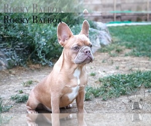 French Bulldog Puppy for Sale in WHITEWATER, Colorado USA