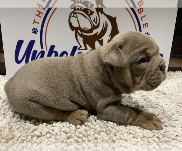 Medium Photo #6 Bulldog Puppy For Sale in CENTERVILLE, OH, USA
