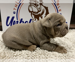 Small Photo #6 Bulldog Puppy For Sale in CENTERVILLE, OH, USA