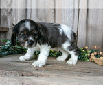 Small Photo #22 Cocker Spaniel Puppy For Sale in BALTIC, OH, USA