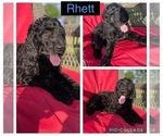 Small Photo #2 Goldendoodle Puppy For Sale in BOKOSHE, OK, USA