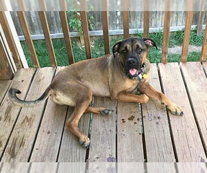 Mastiff-Unknown Mix Dogs for adoption in Lee's Summit, MO, USA