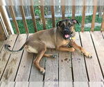 Small Mastiff Mix