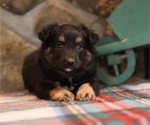 Miniature Australian Shepherd Puppy for sale in WESTFIELD, MA, USA