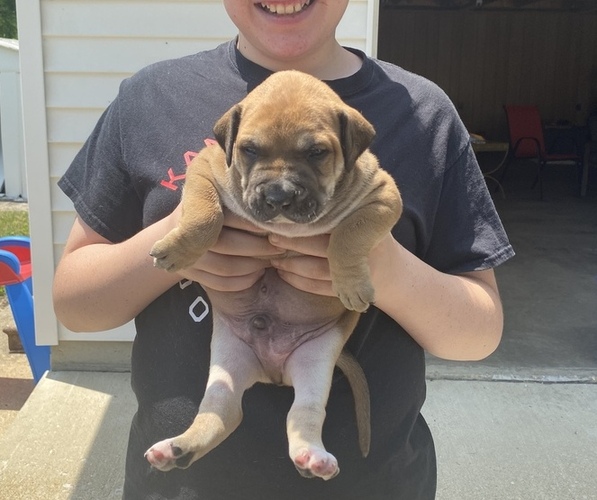 Medium Photo #1 Bullmastiff Puppy For Sale in COLLINSVILLE, IL, USA