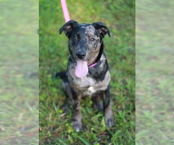 Medium Photo #2 Australian Shepherd-Unknown Mix Puppy For Sale in Cookeville, TN, USA