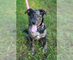 Small #1 Australian Shepherd Mix