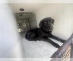 Small Labrador Retriever