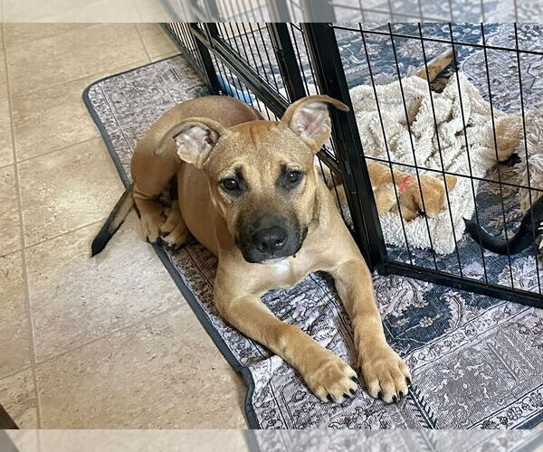 Medium Photo #13 American Pit Bull Terrier-Labrador Retriever Mix Puppy For Sale in Brewster, NY, USA