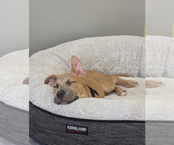 Medium Photo #5 American Staffordshire Terrier-Unknown Mix Puppy For Sale in Aurora, CO, USA