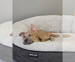 Small #4 American Staffordshire Terrier Mix