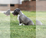 Small #2 American Bully Mikelands 