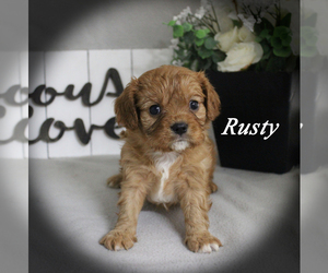 Cavalier King Charles Spaniel Puppy for sale in CHANUTE, KS, USA