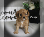 Small Cavalier King Charles Spaniel