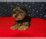 Small Photo #4 Yorkshire Terrier Puppy For Sale in PATERSON, NJ, USA