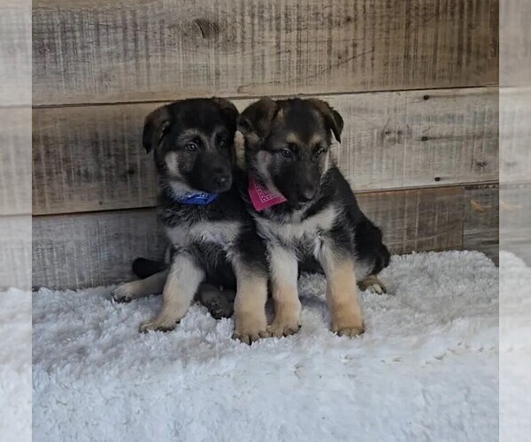 Medium Photo #2 German Shepherd Dog Puppy For Sale in JASONVILLE, IN, USA