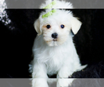 Small Photo #90 Morkie Puppy For Sale in WARSAW, IN, USA