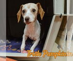 Small #8 Dachshund