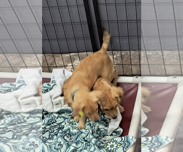 Medium Photo #1 Dachshund-Tibetan Spaniel Mix Puppy For Sale in Mukwonago, WI, USA