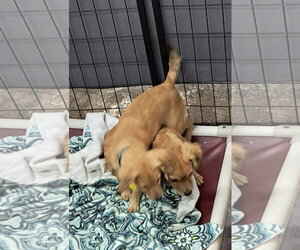 Dachshund-Tibetan Spaniel Mix Dogs for adoption in Mukwonago, WI, USA