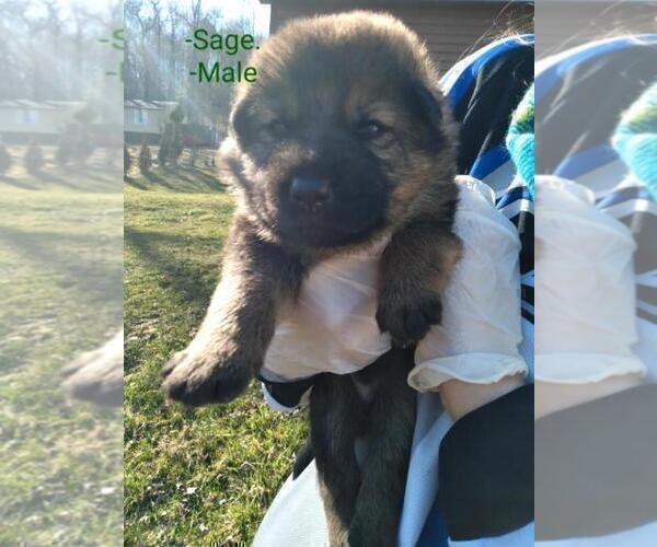 Medium Photo #1 German Shepherd Dog Puppy For Sale in BEAVER FALLS, PA, USA