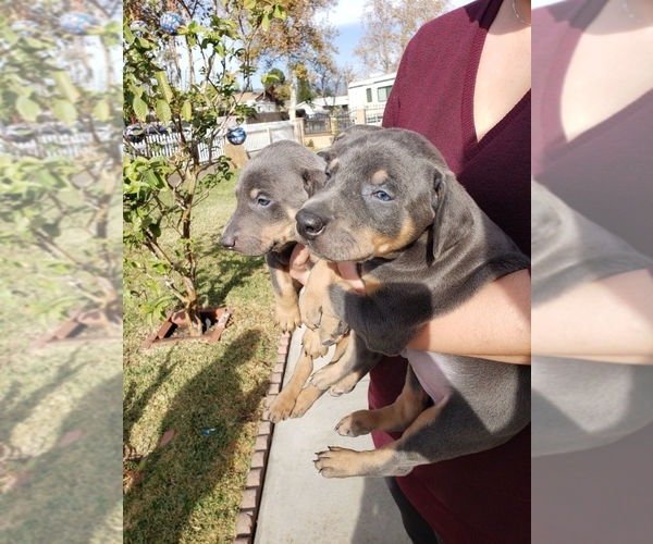 View Ad: Doberman Pinscher Puppy for Sale near France