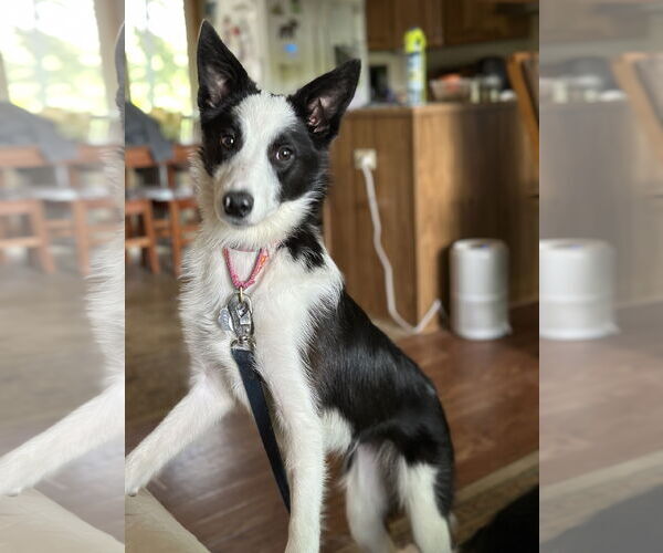 Medium Photo #1 Border Collie Puppy For Sale in Highland, IL, USA