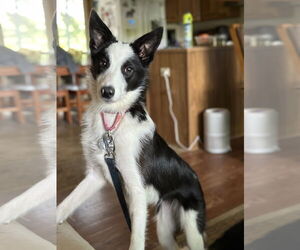 Border Collie Dogs for adoption in Highland, IL, USA