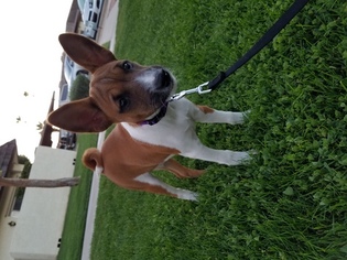 Basenji Puppy for sale in PEORIA, AZ, USA