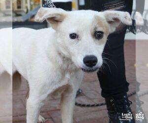 Maisie - Female Collie-Great Pyrenees Mix Dog for Adoption - Photo #5