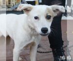 Small Photo #5 Collie-Great Pyrenees Mix Puppy For Sale in Washington, DC, USA