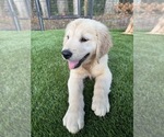 Small #10 Golden Retriever