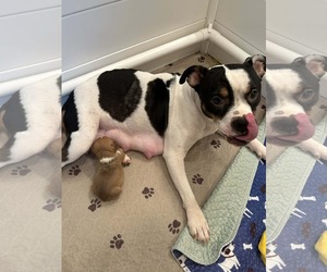 American Staffordshire Terrier-Unknown Mix Dogs for adoption in Holly Springs, NC, USA