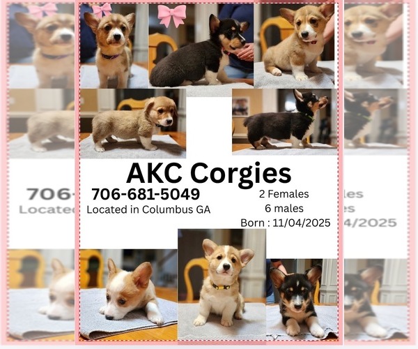 Medium Photo #1 Pembroke Welsh Corgi Puppy For Sale in FORTSON, GA, USA