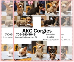 Pembroke Welsh Corgi Puppy for sale in FORTSON, GA, USA