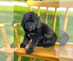 Small Goldendoodle
