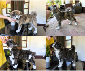 Akita Puppy for sale in Kerekegyhaza, Bacs-Kiskun, Hungary