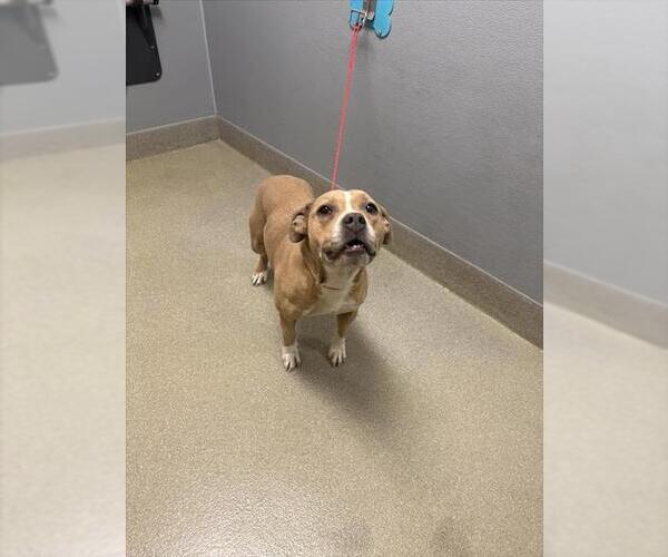 Medium Photo #1 Mutt Puppy For Sale in Las Vegas, NV, USA