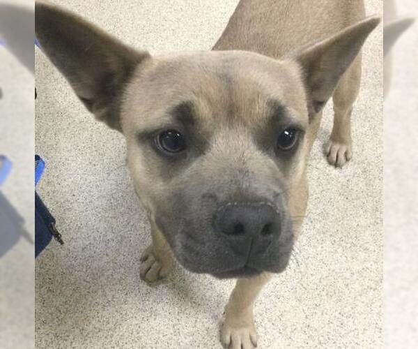 Medium Photo #1 French Bulldog-Unknown Mix Puppy For Sale in Riverside, CA, USA