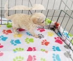 Small #2 Maltese-Poodle (Toy) Mix
