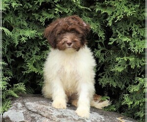 Poodle (Miniature)-Portuguese Water Dog Mix Puppy for sale in FREDERICKSBG, OH, USA