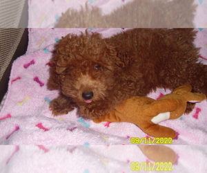 Poodle (Toy) Puppy for sale in DULUTH, GA, USA