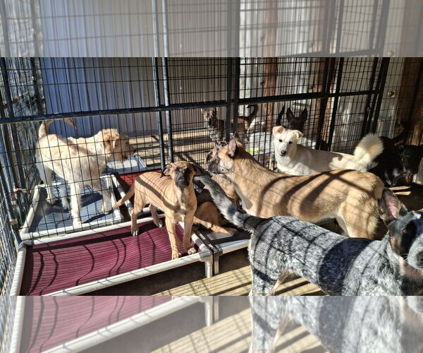 Medium Photo #5 German Shepherd Dog-Unknown Mix Puppy For Sale in Sebec, ME, USA