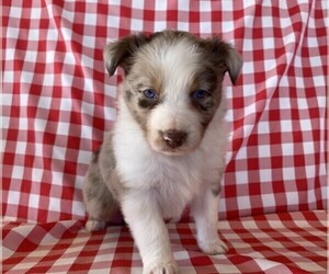 Australian Shepherd Puppy for sale in JEROMESVILLE, OH, USA