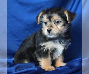 Morkie Puppy for sale in ROCK VALLEY, IA, USA