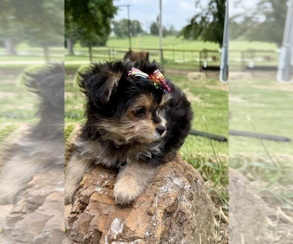 Medium Photo #9 Morkie Puppy For Sale in CASSVILLE, MO, USA