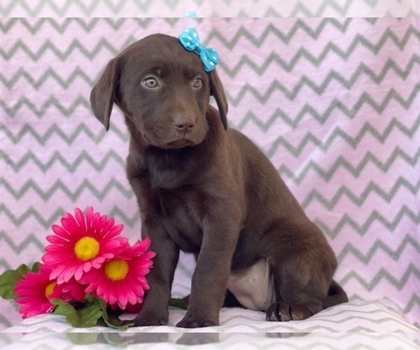 Medium Photo #5 Labrador Retriever Puppy For Sale in LAKELAND, FL, USA